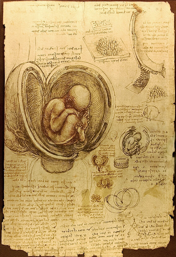 ภาพวาดการศึกษาทารกในครรภ์ของเลโอนาร์โด ดา วินชี ที่มา: commons.wikimedia.org