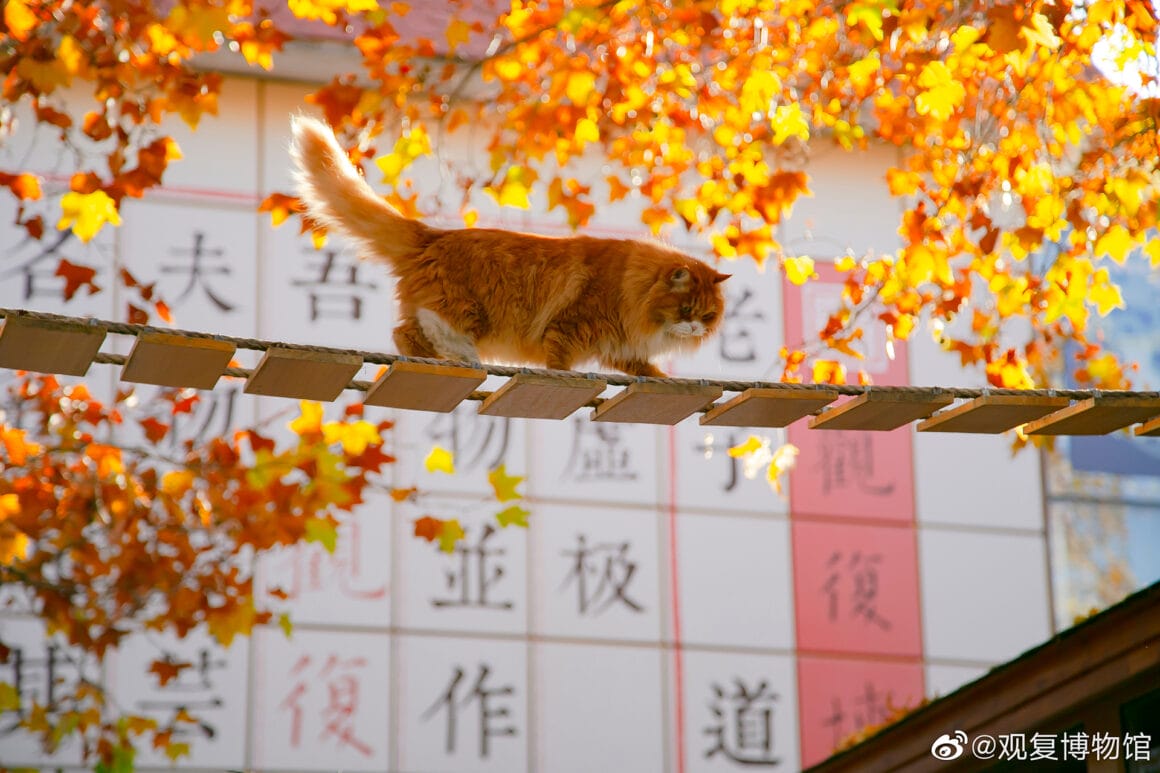 พิพิธภัณฑ์จีนผุดไอเดียแหวกแนวใช้ ‘พนักงานแมว’ เป็นจุดขาย