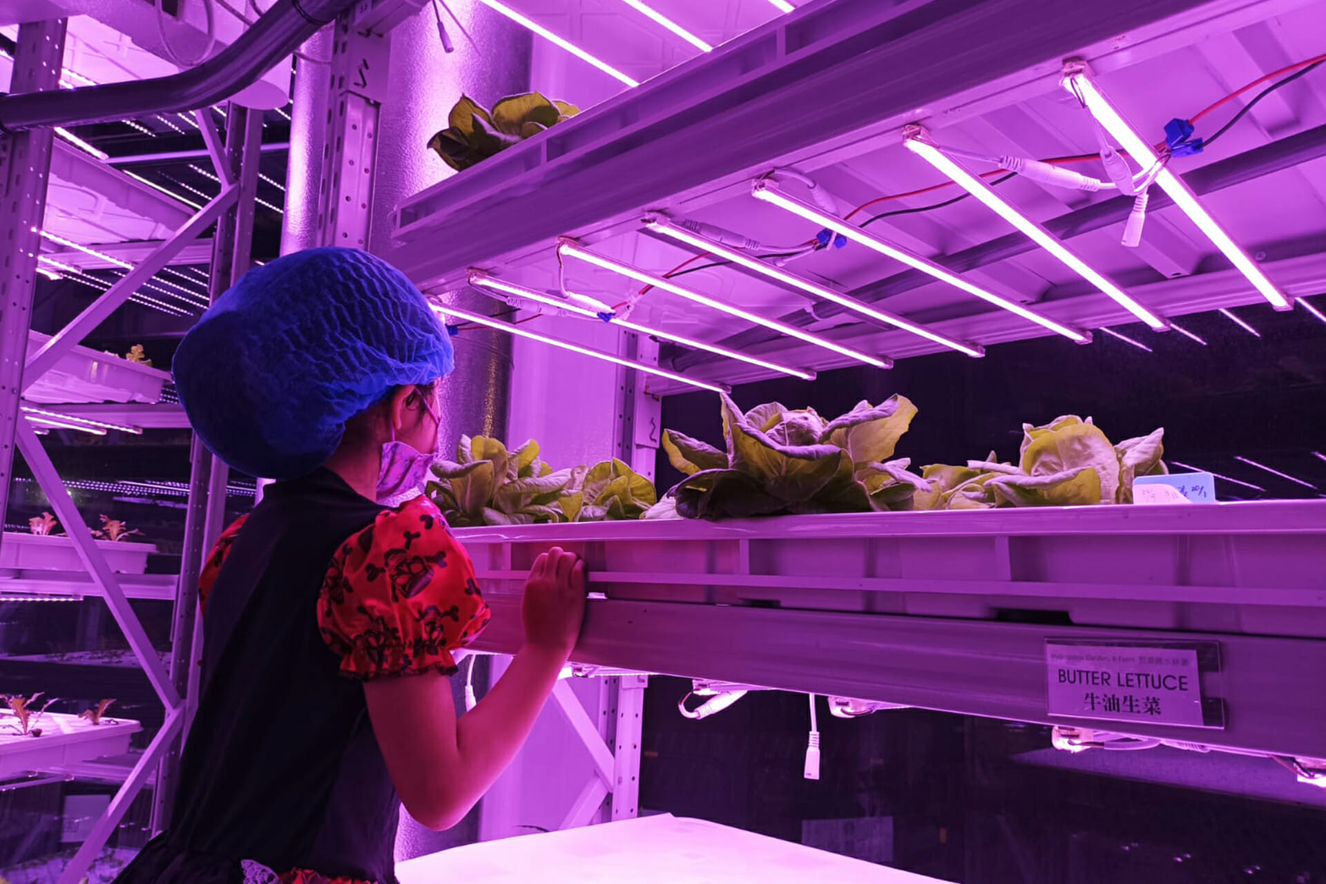 Smart Urban Farming เทคโนโลยีล้ำสมัย สร้างพื้นที่ปลูกผักปลูกใจให้คนฮ่องกง